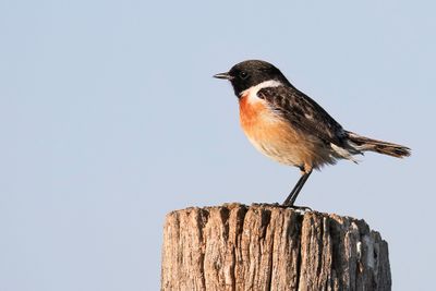 European Stonechat - Roodborsttapuit - Tarier ptre (m)