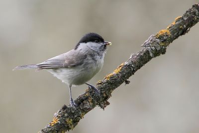 Marsh Tit - Glanskop - Mésange nonnette