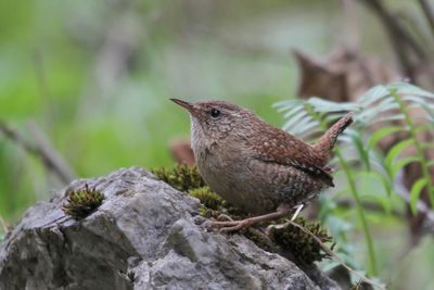 Eurasian Wren - Winterkoning - Troglodyte mignon