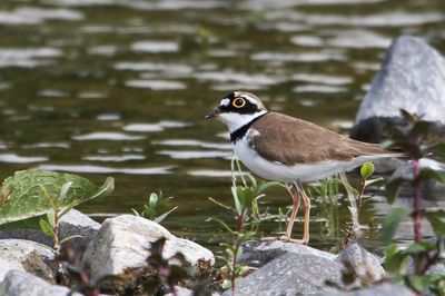 Little Ringed Plover - Kleine Plevier - Pluvier petit-gravelot