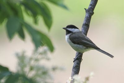 Sombre Tit - Rouwmees - Mésange lugubre
