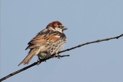 Spanish Sparrow - Spaanse Mus - Moineau espagnol (m)