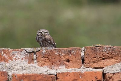 Little Owl - Steenuil - Chevêche d'Athéna