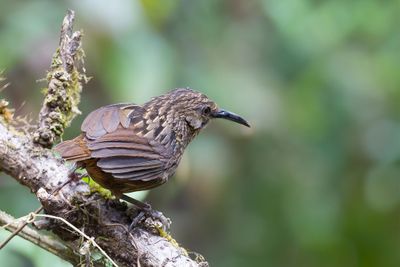 Long-billed Wren-Babbler - Assamdwergkruiplijster - Turdinule à long bec