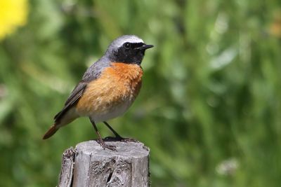 Common Redstart - Gekraagde Roodstaart - Rougequeue à front blanc (m)