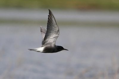 Black Tern - Zwarte Stern - Guifette noire