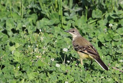 Western Yellow Wagtail - Gele Kwikstaart - Bergeronnette printanière (f)