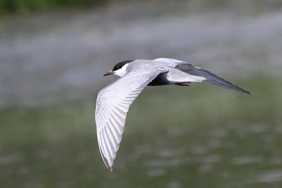 Whiskered Tern - Witwangstern - Guifette moustac