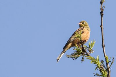 Ortolan Bunting - Ortolaan - Bruant ortolan