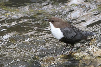 White-throated Dipper - Waterspreeuw - Cincle plongeur