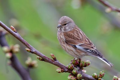 Common Linnet - Kneu - Linotte mlodieuse (f)
