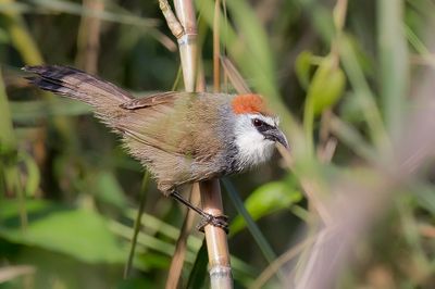 Chestnut-capped Babbler - Roodkaptimalia - Timalie coiffe