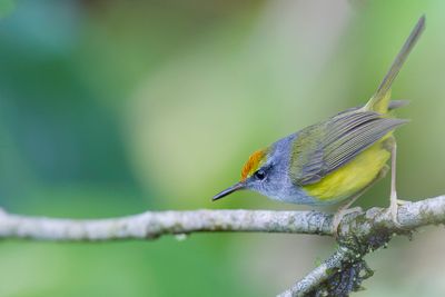 Mountain Tailorbird - Bergsnijdervogel - Bouscarle de Temminck