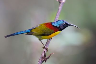 Green-tailed Sunbird - Groenstaarthoningzuiger - Souimanga  queue verte (m)