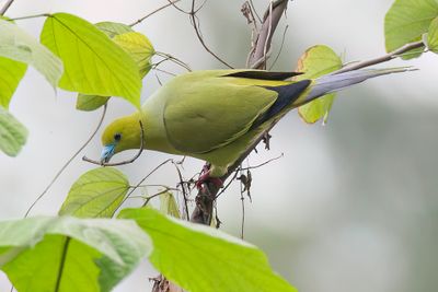 Pin-tailed Green Pigeon - Spitsstaartpapegaaiduif - Colombar  longue queue