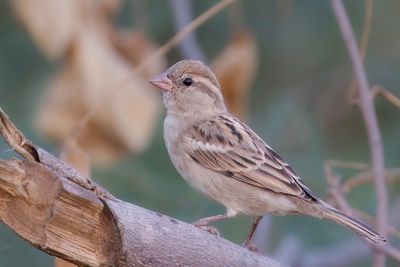 House Sparrow - Huismus - Moineau domestique (f)