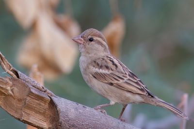House Sparrow - Huismus - Moineau domestique (f)