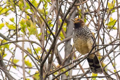 Spotted Laughingthrush - Bonte Lijstergaai - Garrulaxe ocell