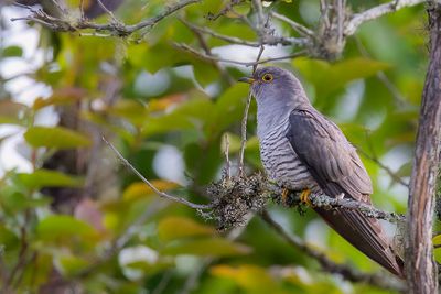 Common Cuckoo - Koekoek - Coucou gris