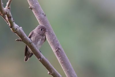 Dark-sided Flycatcher - Roetvliegenvanger - Gobemouche de Sibrie
