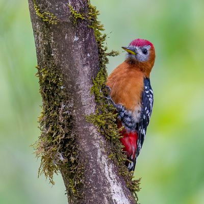 Rufous-bellied Woodpecker - Bruinkeelspecht - Pic  ventre fauve