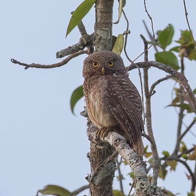 Asian Barred Owlet - Koekoeksdwerguil - Chevchette cuculode