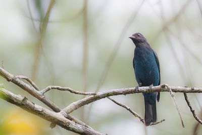Asian Fairy-bluebird - Indische Blauwrug - Irne vierge