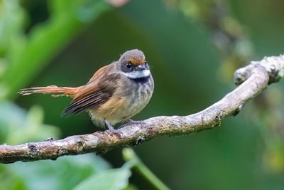 Sulawesi Fantail - Sulawesiwaaierstaart - Rhipidure des Célèbes