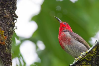 Sulawesi Myzomela - Sulawesidwerghoningeter - Myzomèle des Célèbes