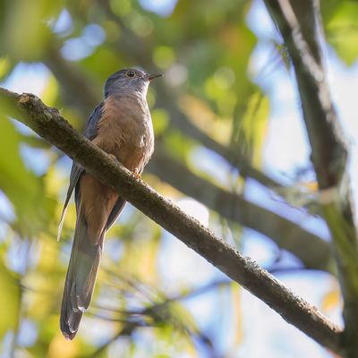 Sulawesi Brush Cuckoo