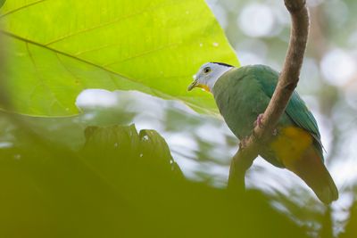 Black-naped Fruit Dove - Zwartnekjufferduif - Ptilope turgris (m)