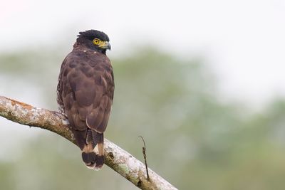 Sulawesi Serpent Eagle - Celebesslangenarend - Serpentaire des Célèbes