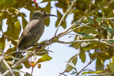 Dark-eared Myza - Sulawesihoningzuiger - Méliphage des Célèbes