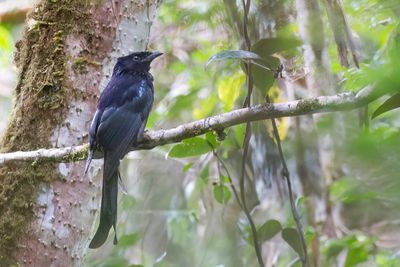 Sulawesi Drongo - Sulawesibergdrongo - Drongo des Célèbes