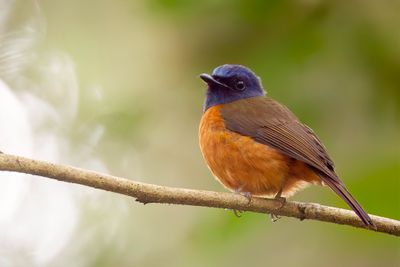 Blue-fronted Blue Flycatcher - Hoevells Niltava - Gobemouche à front bleu