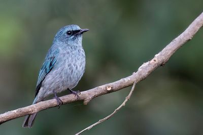 Turquoise Flycatcher - Panayvliegenvanger - Gobemouche des les