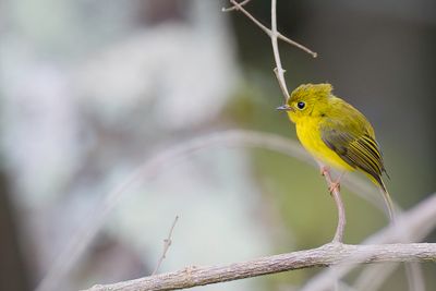 Citrine Canary-flycatcher - Kanarievliegenvanger - Gobemoustique canari