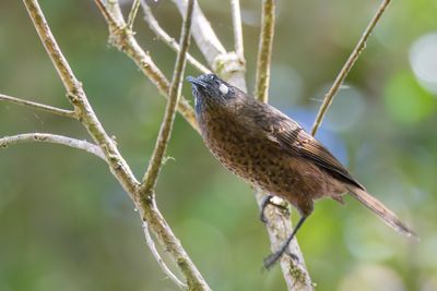 White-eared Myza - Mengkokahoningzuiger - Méliphage à points