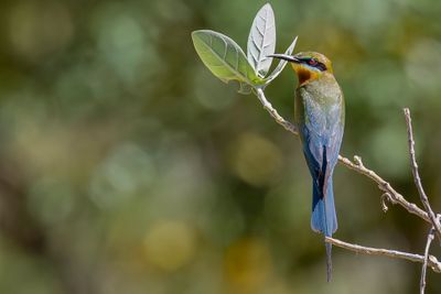 Blue-tailed Bee-eater - Blauwstaartbijeneter - Guêpier à queue d'azur