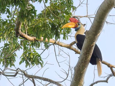 Knobbed Hornbill - Sulawesi-jaarvogel - Calao  cimier (m)