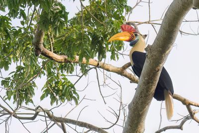 Knobbed Hornbill - Sulawesi-jaarvogel - Calao à cimier (m)