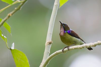 Brown-throated Sunbird - Bruinkeelhoningzuiger - Souimanga  gorge brune (m)