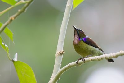 Brown-throated Sunbird - Bruinkeelhoningzuiger - Souimanga à gorge brune (m)