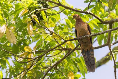 Sultan's Cuckoo-Dove - Sultanskoekoeksduif - Phasianelle sultane