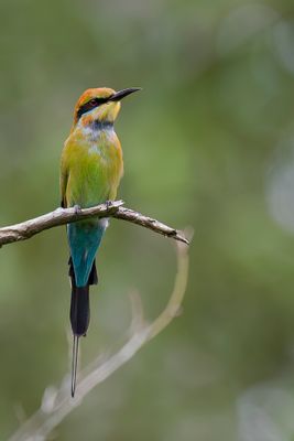 Rainbow Bee-eater - Regenboogbijeneter - Guêpier arc-en-ciel