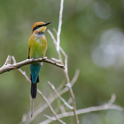 Rainbow Bee-eater - Regenboogbijeneter - Gupier arc-en-ciel
