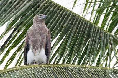 Lesser Fish Eagle - Kleine Rivierarend - Pygargue nain