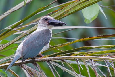 Great-billed Kingfisher - Grootsnavelijsvogel - Martin-chasseur  bec noir