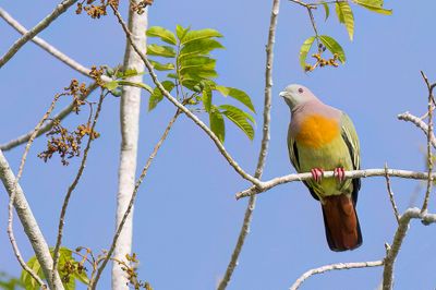 Pink-necked Green Pigeon - Maleise Papegaaiduif - Colombar giouanne (m)