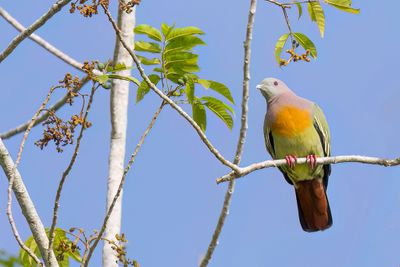 Pink-necked Green Pigeon - Maleise Papegaaiduif - Colombar giouanne (m)